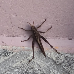 Xyleus discoideus discoideus