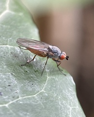 Heteromyza