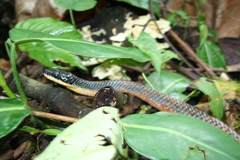 Phrynonax poecilonotus