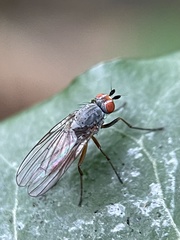 Heteromyza