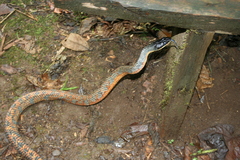 Phrynonax poecilonotus