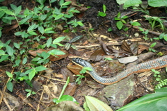 Phrynonax poecilonotus