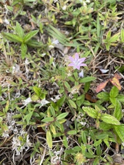 Richardia grandiflora