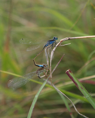 Ischnura fountaineae