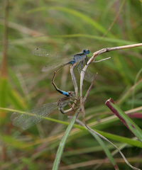Ischnura fountaineae