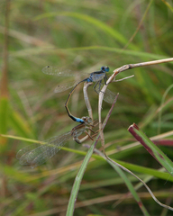 Ischnura fountaineae