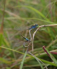 Ischnura fountaineae