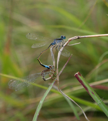 Ischnura fountaineae