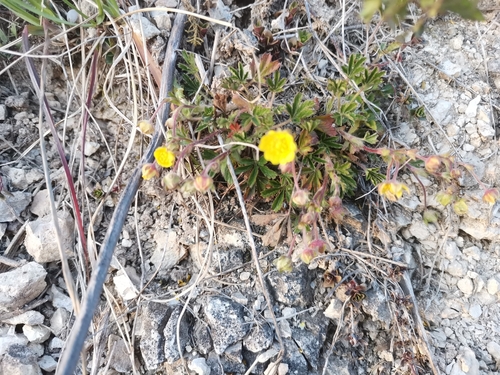 Spring cinquefoil (Potentilla pusilla)