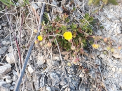 Potentilla pusilla