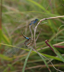 Ischnura fountaineae