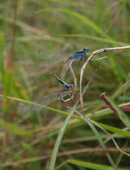 Ischnura fountaineae