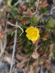 Potentilla pusilla