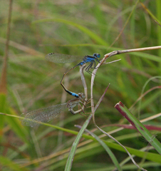 Ischnura fountaineae