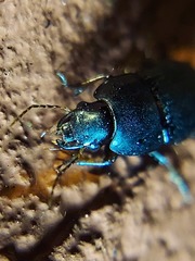 Coleoptera