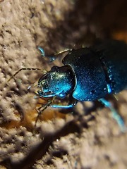 Coleoptera