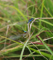 Ischnura fountaineae