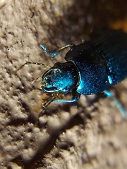 Coleoptera