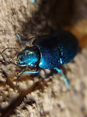 Coleoptera