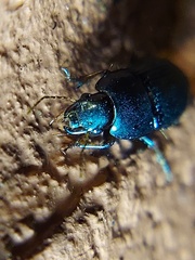 Coleoptera