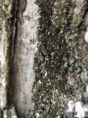 Frullania bolanderi