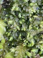 Liochlaena lanceolata