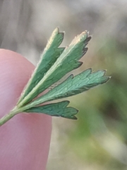 Potentilla pusilla