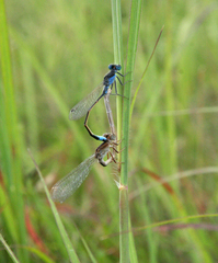 Ischnura fountaineae