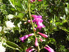 Penstemon × parishii