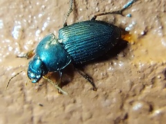 Coleoptera