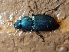 Coleoptera