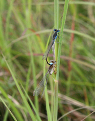 Ischnura fountaineae