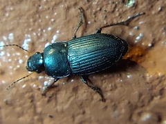 Coleoptera
