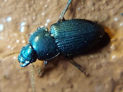 Coleoptera