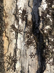 Frullania bolanderi