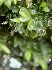 Liochlaena lanceolata