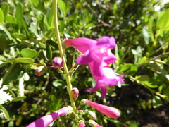 Penstemon × parishii