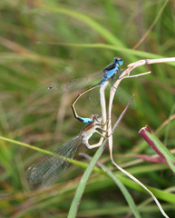 Ischnura fountaineae
