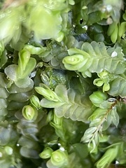 Liochlaena lanceolata