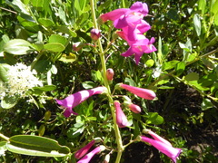 Penstemon × parishii