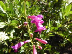 Penstemon × parishii