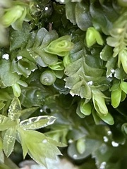 Liochlaena lanceolata