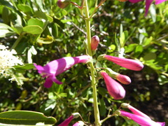 Penstemon × parishii