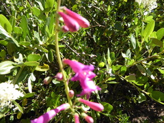 Penstemon × parishii