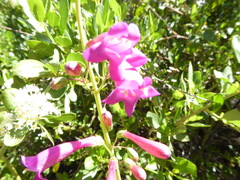 Penstemon × parishii