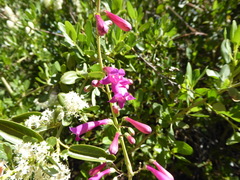 Penstemon × parishii