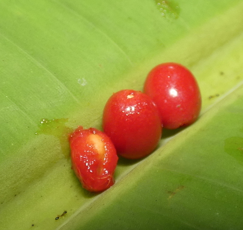 Image of Allophylus racemosus by (c) Helio Lourencini, some rights reserved (CC BY)