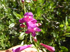 Penstemon × parishii