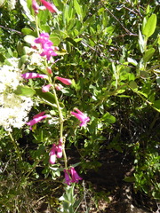 Penstemon × parishii