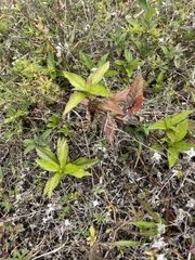 Sphagneticola trilobata